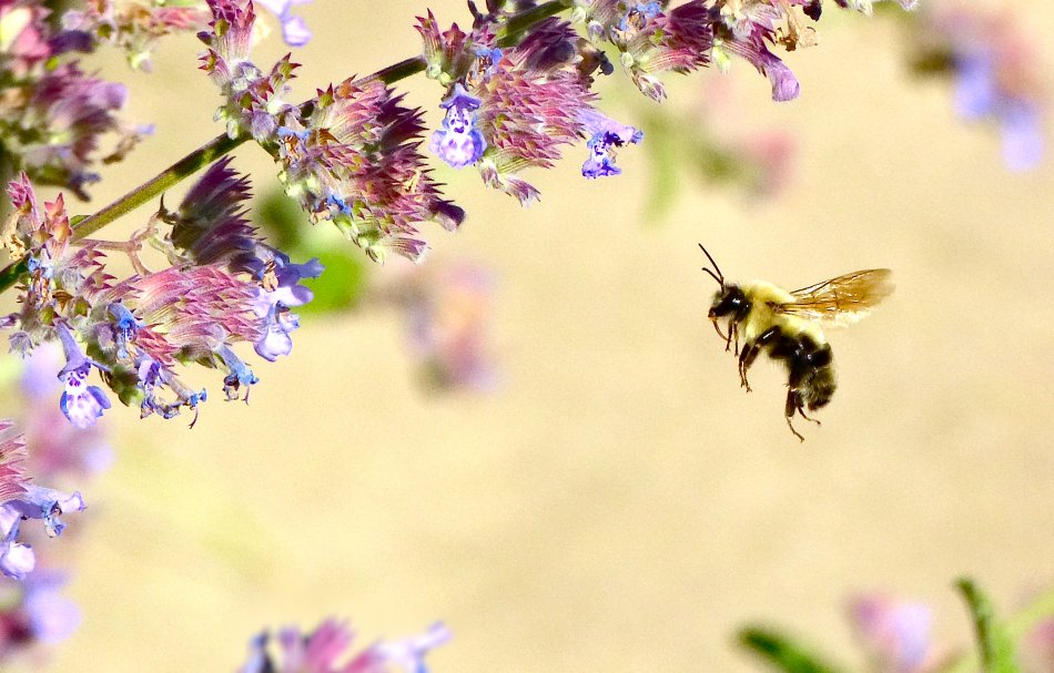 Impressionist Bee Box - Tony Karp